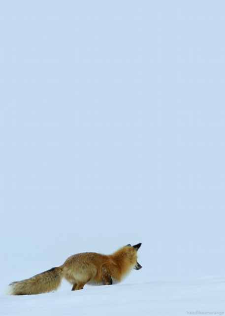 Fox Hunts Mice in Snow