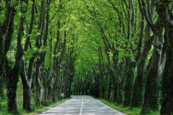 Tunnel of Trees