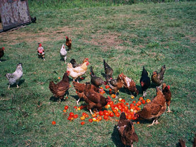 Free Range Hens