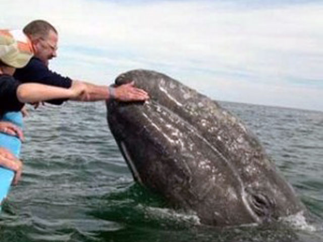 Friendly Gray Whale