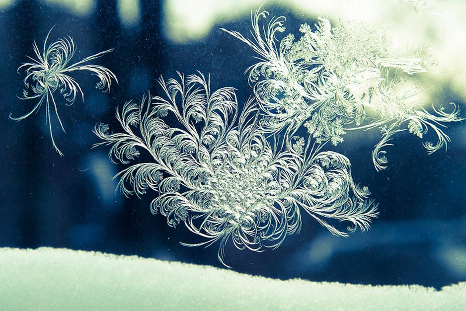 A Bouquet of Frost Flowers