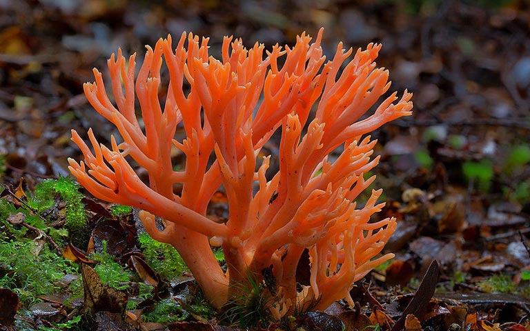 Coral Fungus