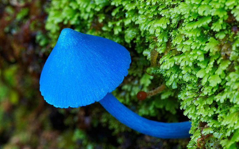 Sky Blue Mushroom