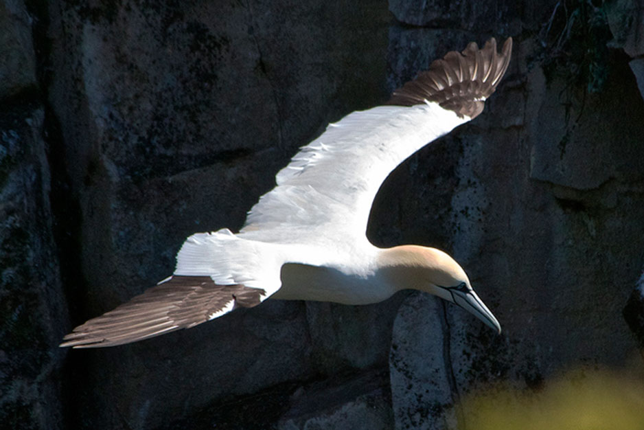 Gannet