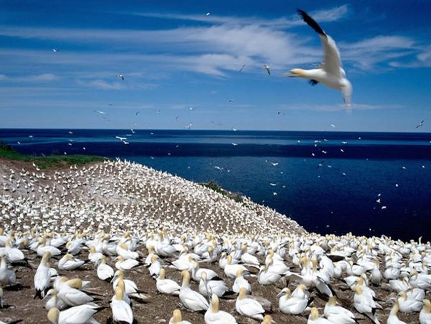 Gannet Gathering