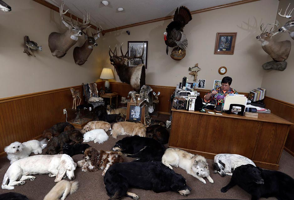 These Dogs Never Fight