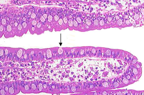 Goblet Cell