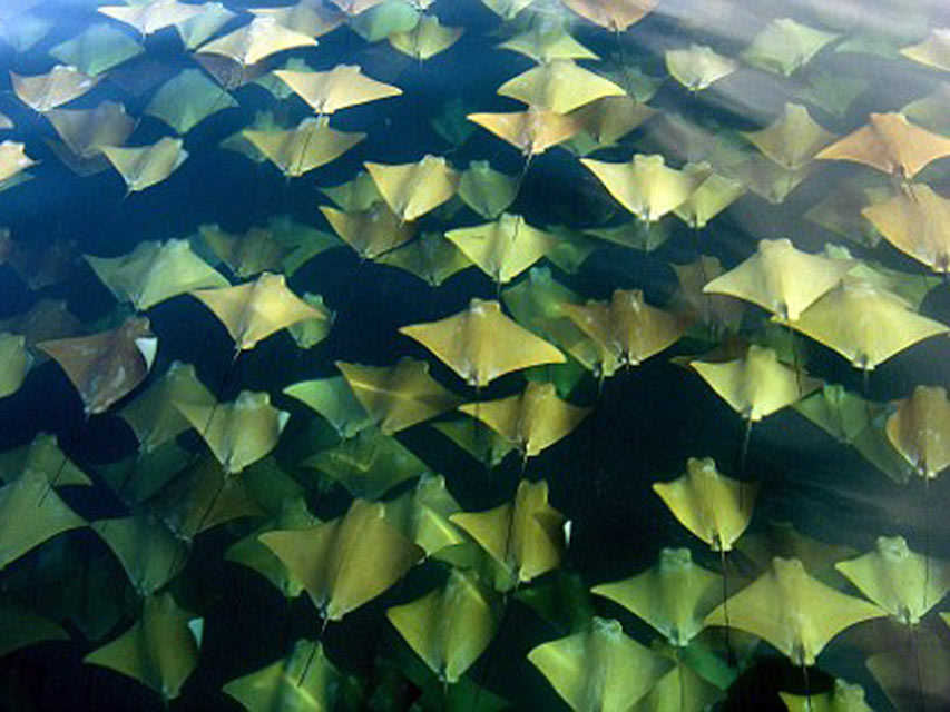 Golden Cownose Rays