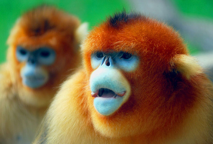 Golden Snub-Nosed Monkey