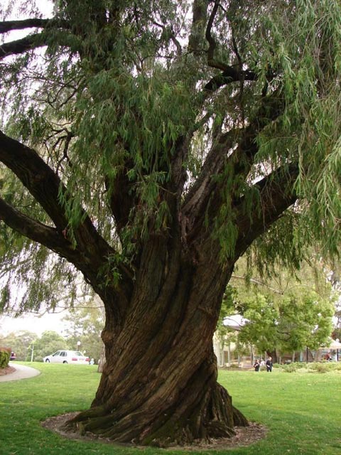 Twisted Tree