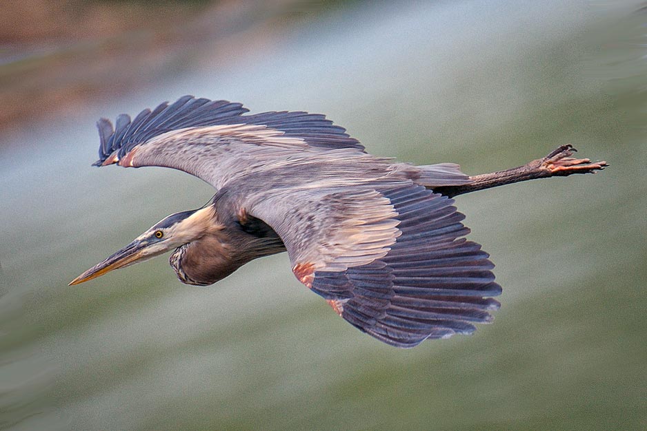 Great Blue Heron