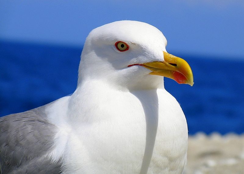 "Hey! I spotted Mum!"