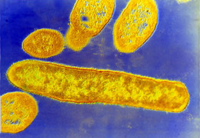 Gut Bacteria