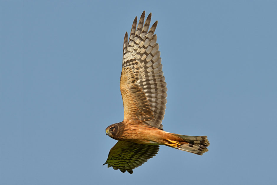 Hen Harrier