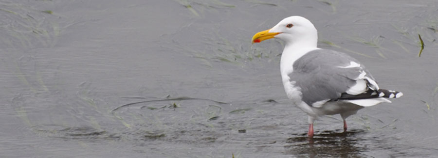 Larus argentatus