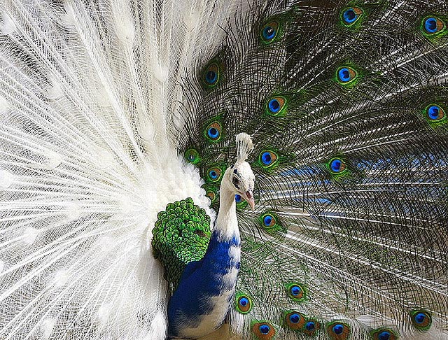 Heterochromic Peacock