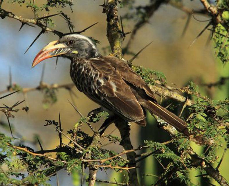 African Hornbill