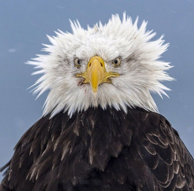 Bald Eagles When They Still Had Hair