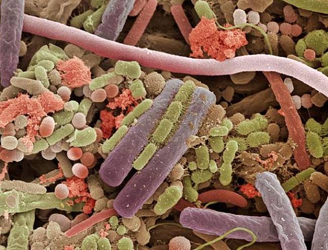 Human Tongue Bacteria