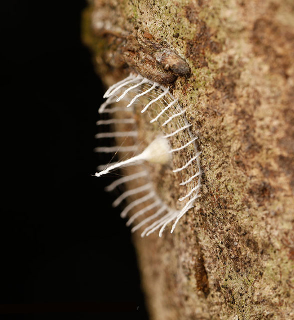 Unknown Fence-Building Insect