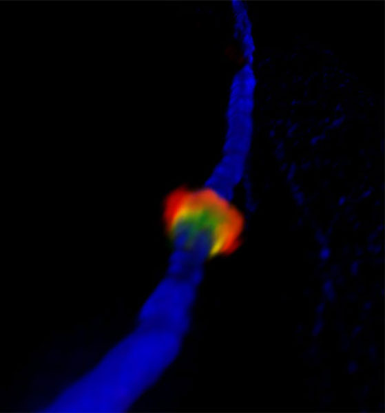 Splitting Cells