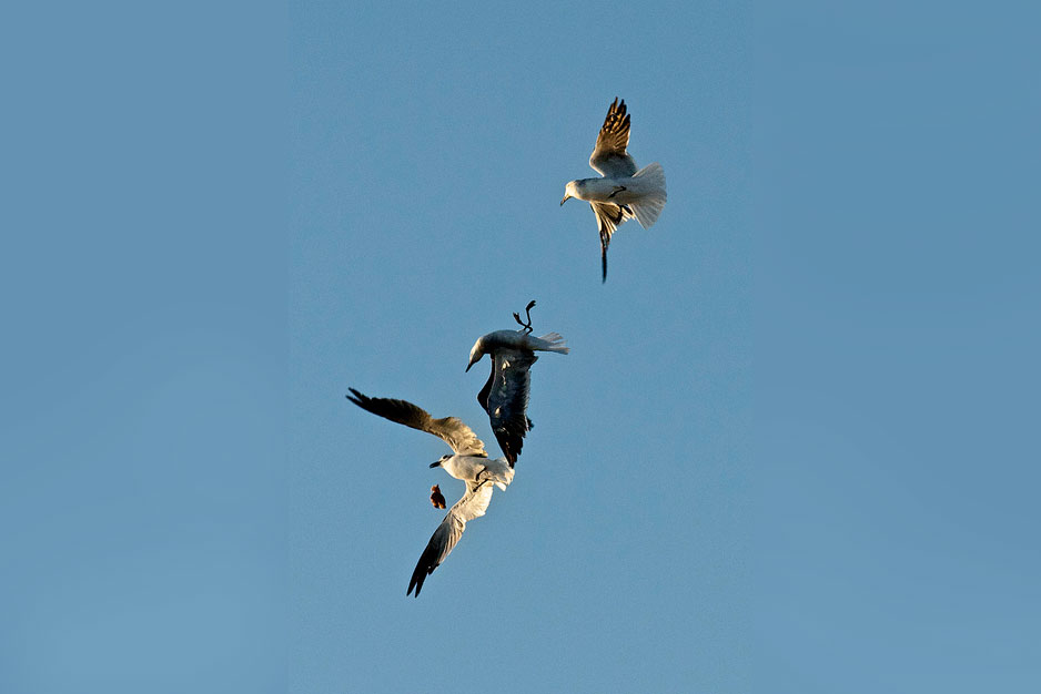 Inverted Seagull