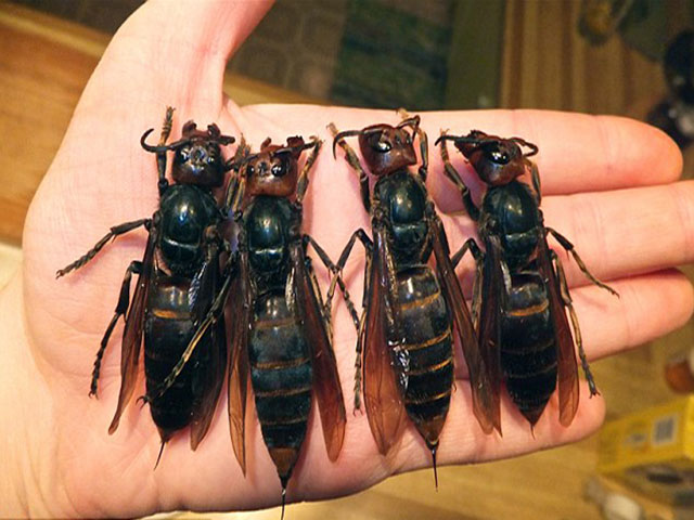 Giant Killer Hornets