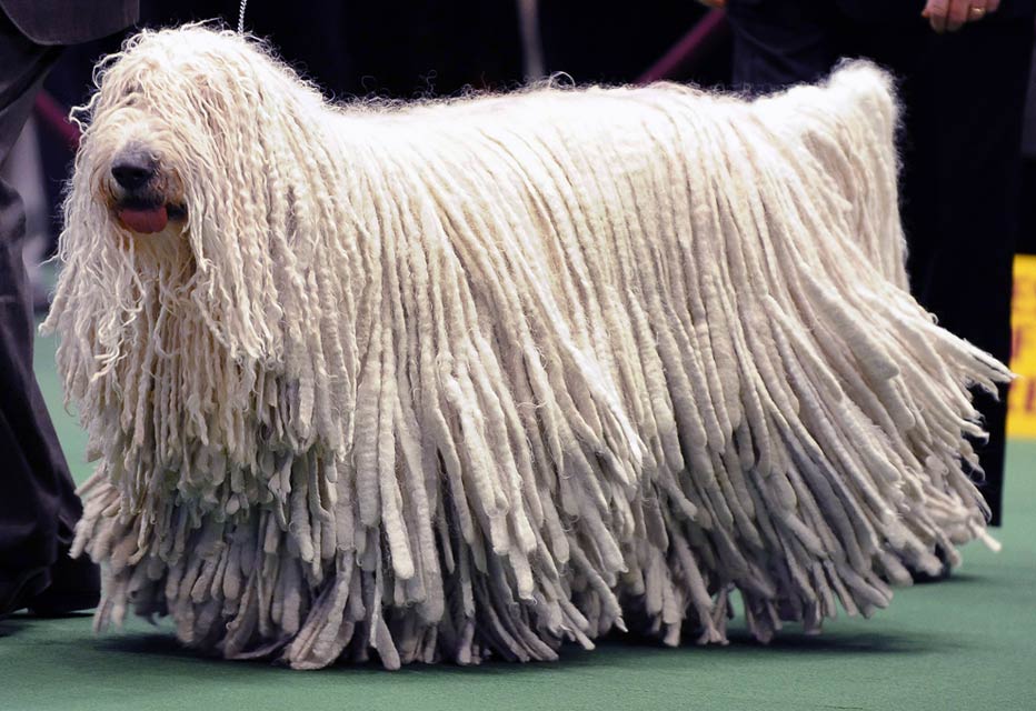 Komondor