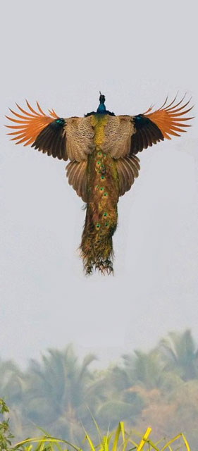 Landing