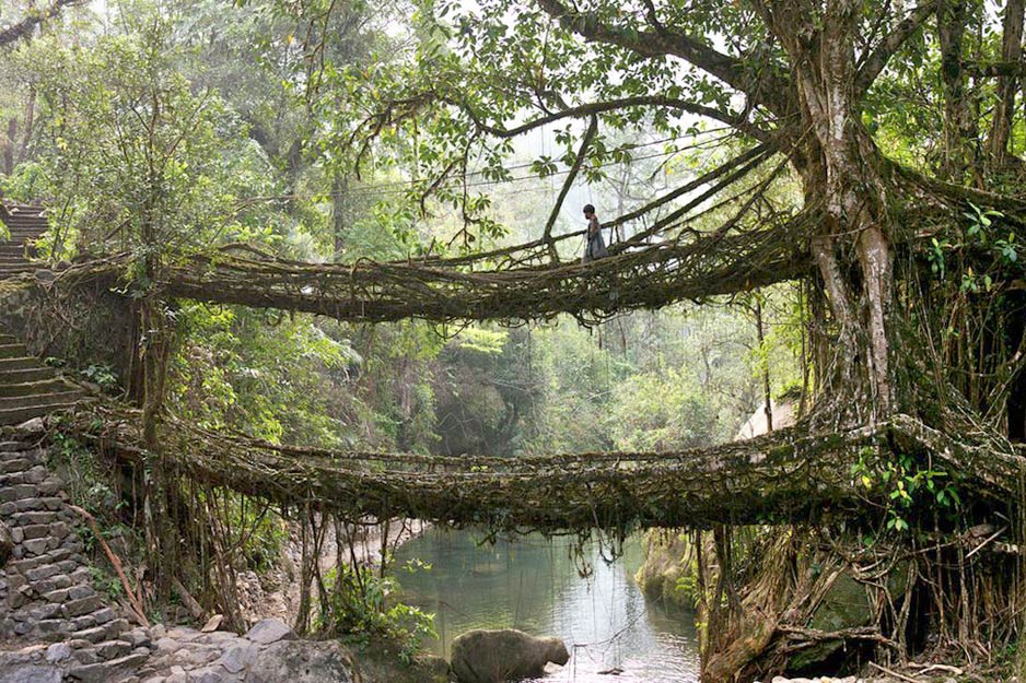 A Living Bridge