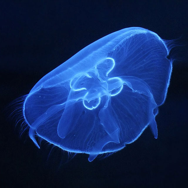 Luminescent Moon Jelly