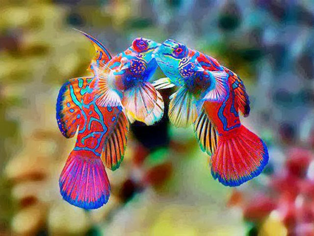 Mandarinfish Kisses