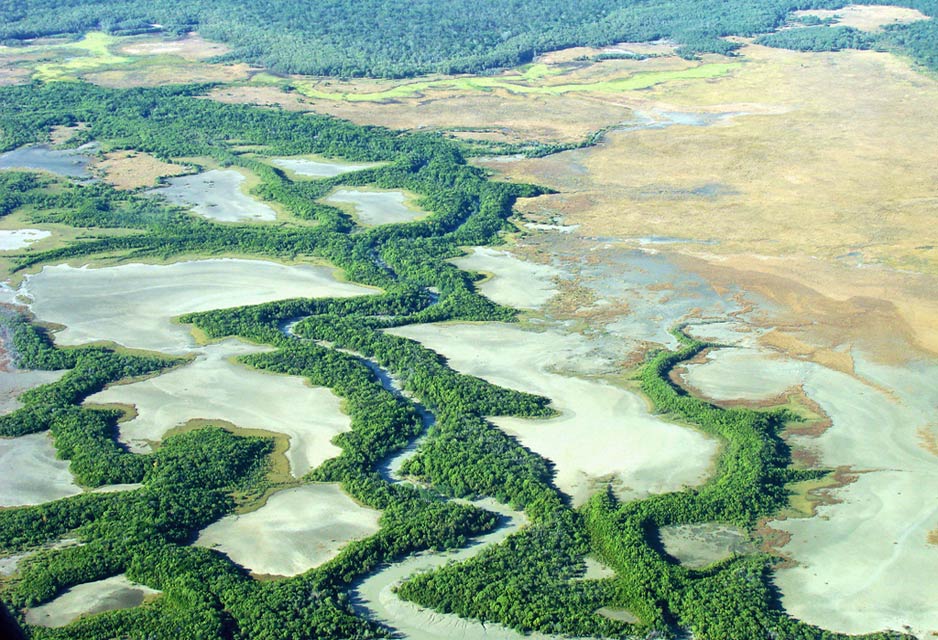 Mangrove Flats at Low Tide