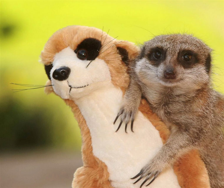 Meerkat and Stuffed Toy