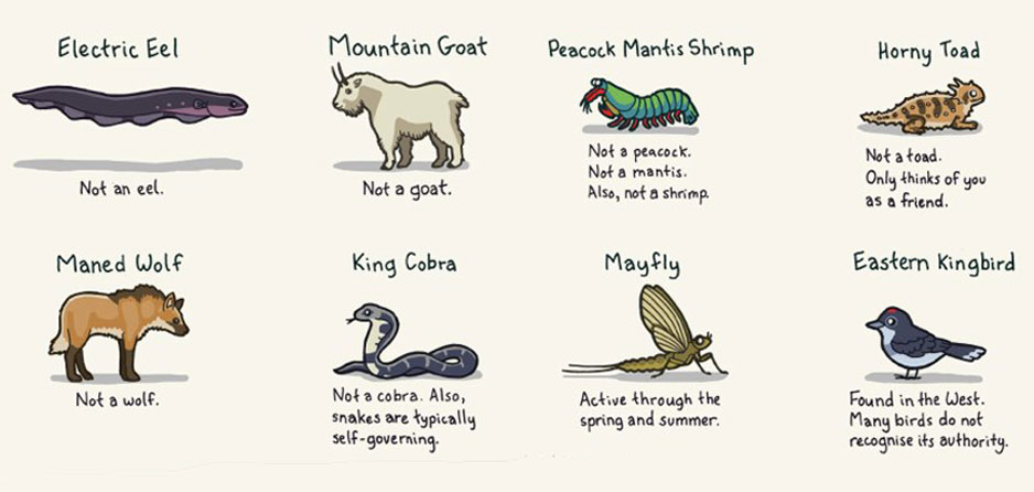 Animals with Misleading Names