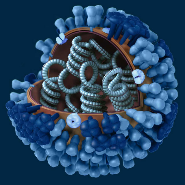 3D-Model of a Generic Influenza Virus