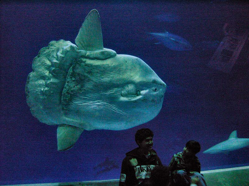 Tank at the Monterey Bay Aquarium