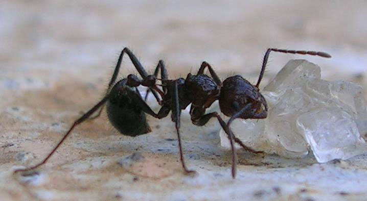 Myrmicaria Brunnea Eating Sugar