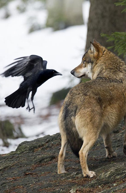 Nothing to Crow About