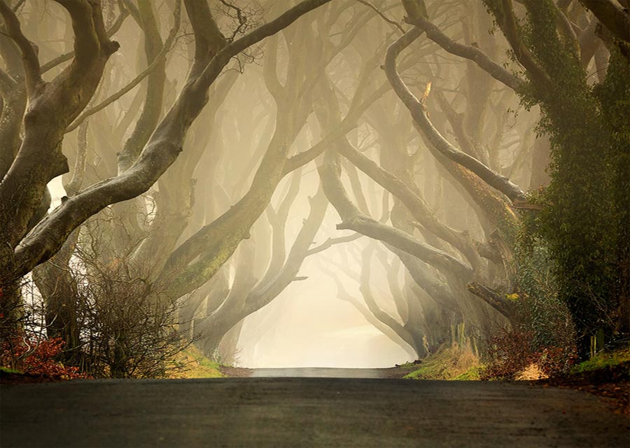 The Dark Hedges