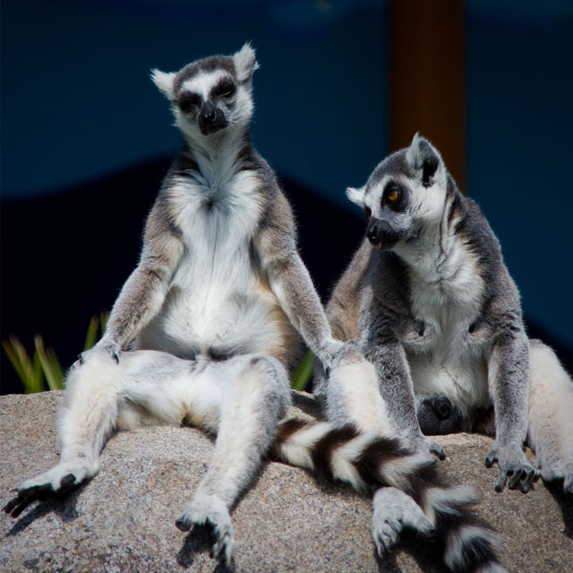 Family Night for Yoga Beginners