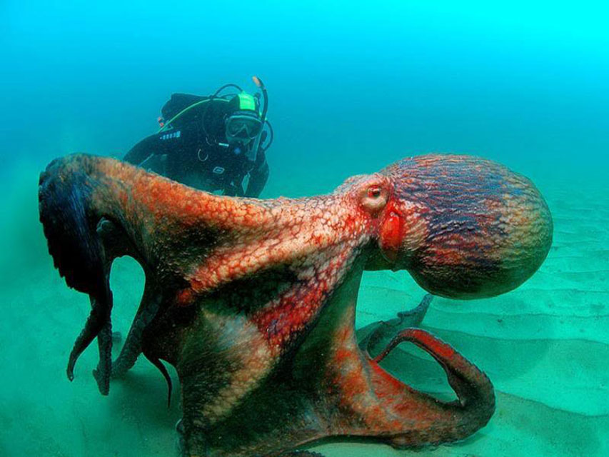 Giant Pacific Octopus