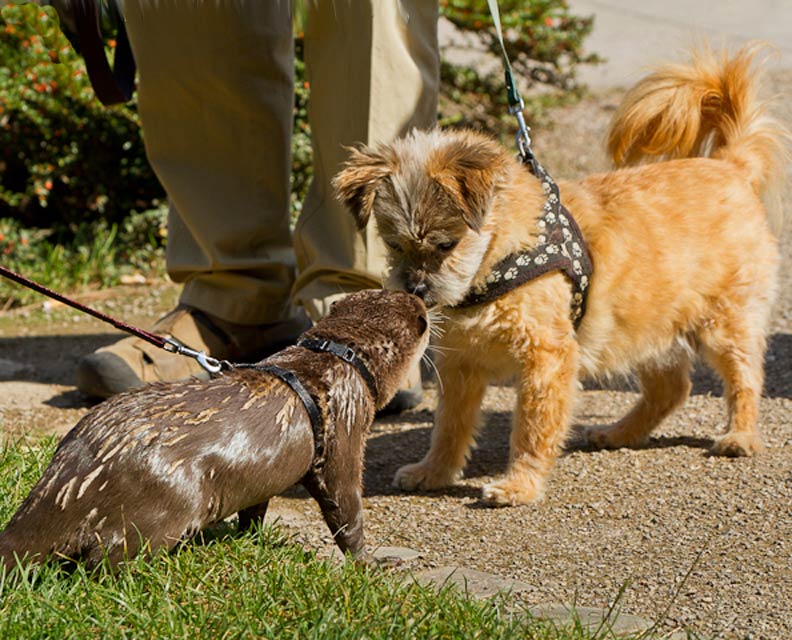 Otter and Dog