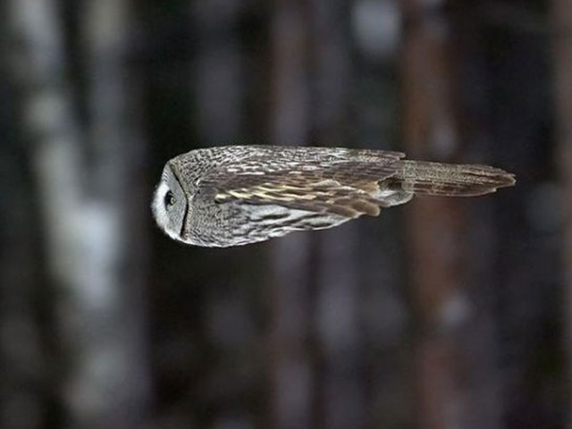 Owl in Flight