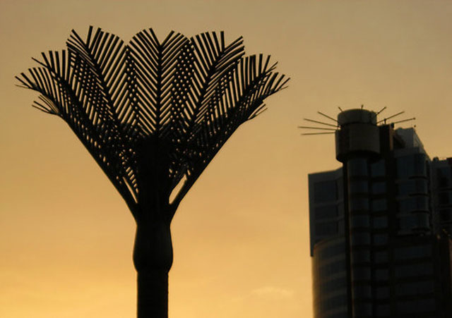 Nikau Palm