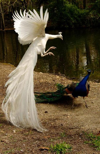 Arguing Peacocks