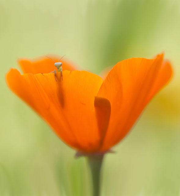 Baby Mantis