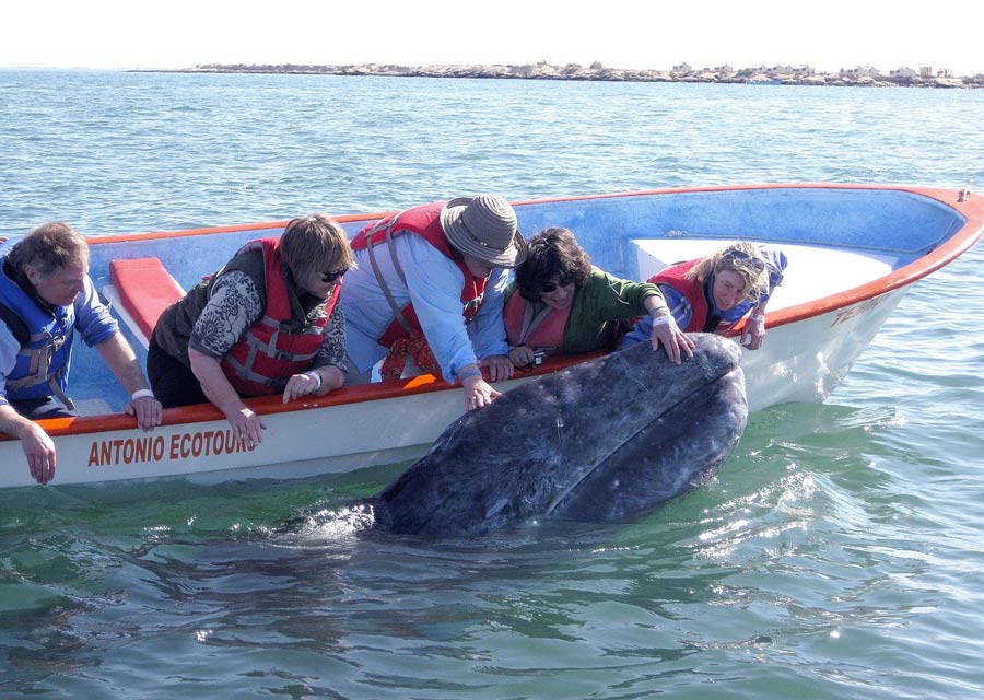 Petting the Whale