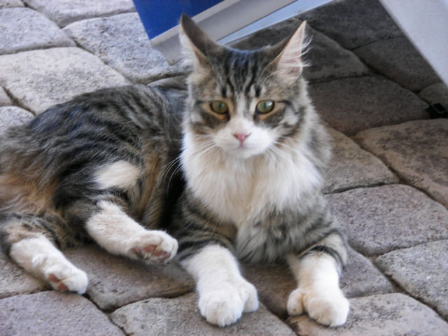 Polydactyl Cat