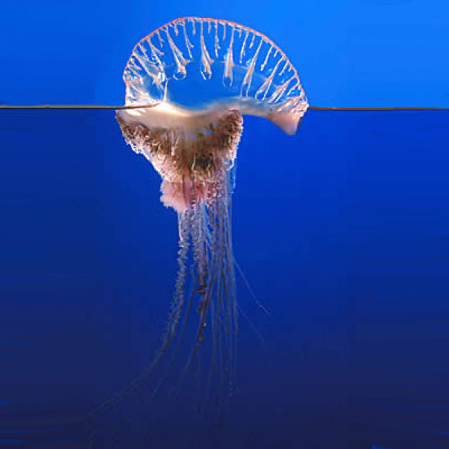 Portuguese Man o’ War